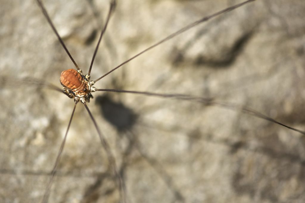 Leiobunum limbatum maschio del Lago di Tenno (TN)